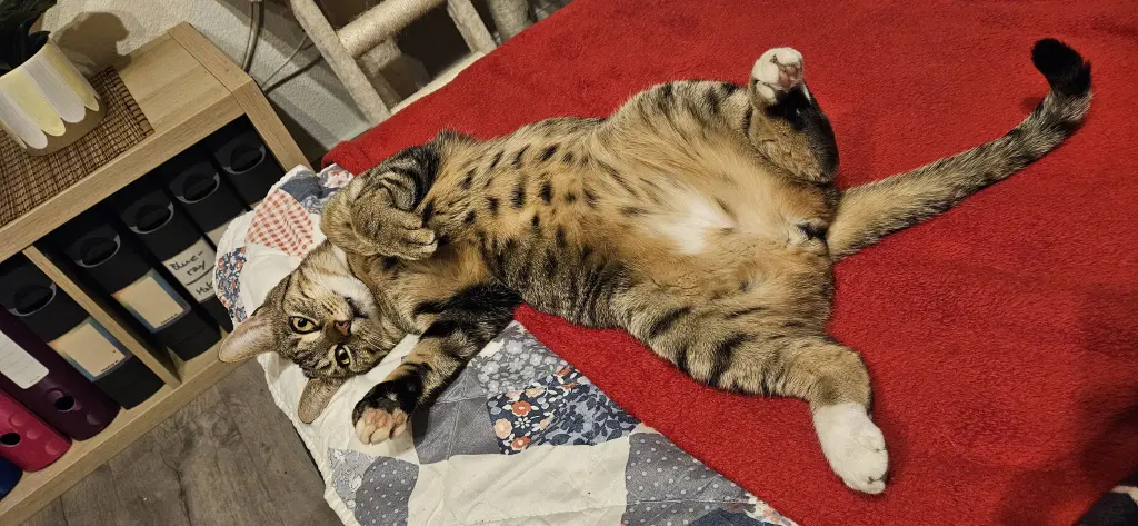 Guck! Sogar mein Bauch ist hübsch! ❤️