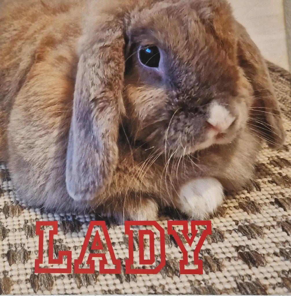 Image from Lady