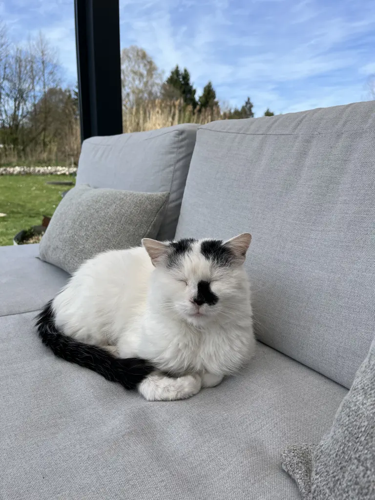 Liebe auf vier Pfoten 🐾 wir vermissen Dich sehr