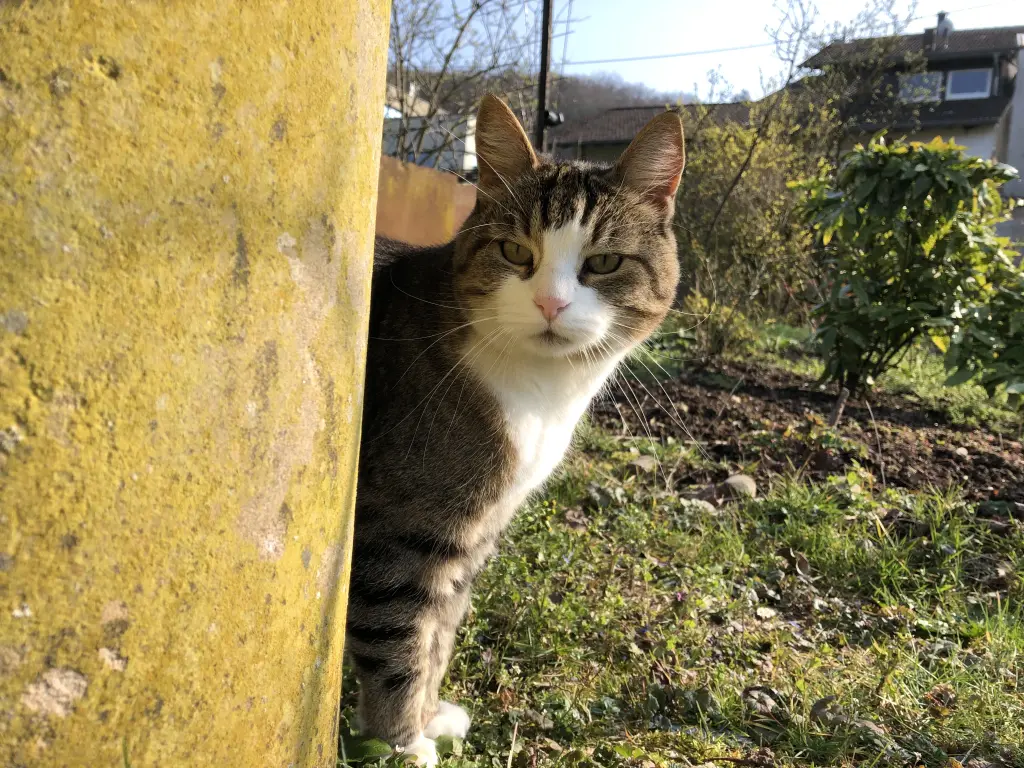 Früher im Garten