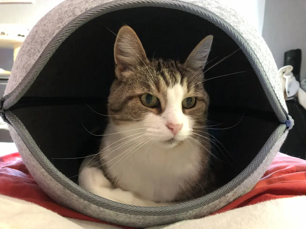 Mein Seelenkater