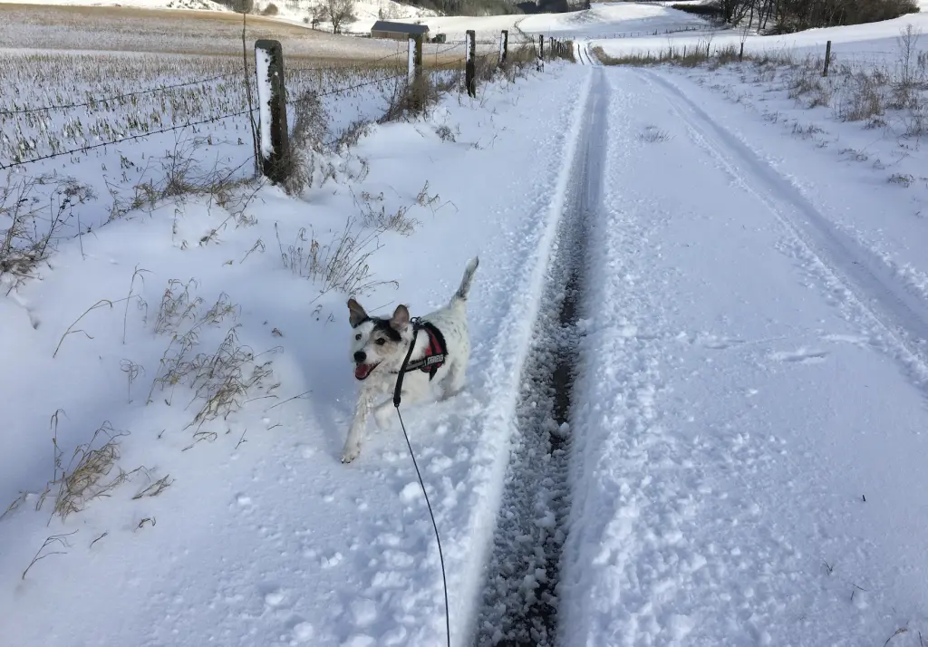 Im Schnee