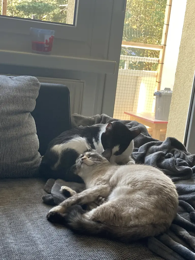 Marley und Nila 🤍