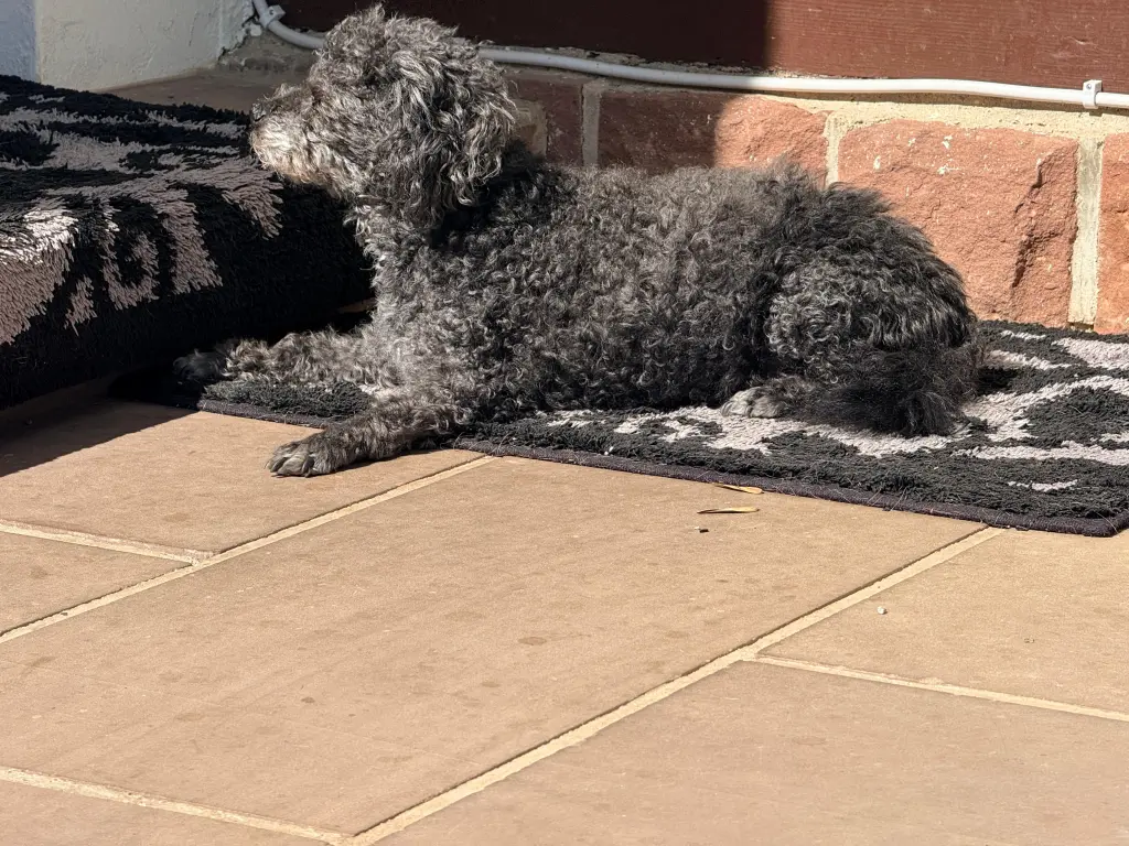 Sonnenbaden auf der Terrasse