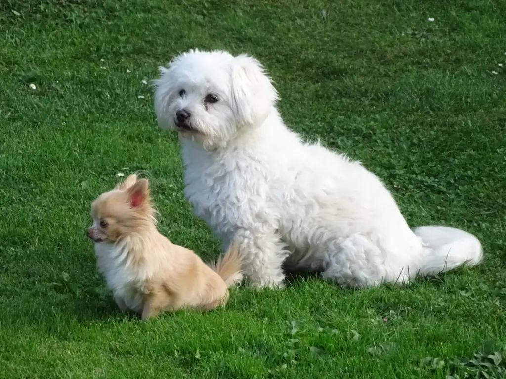 Sissi und Bobby sind sicher froh vereint zu sein