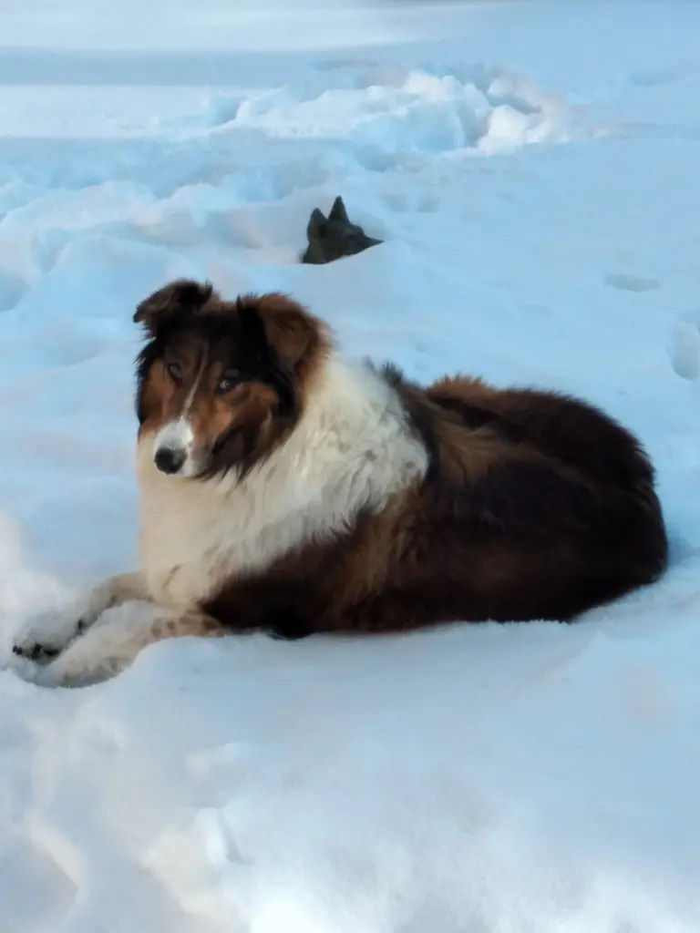Allegra
