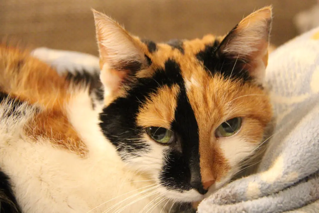 Image from Findus