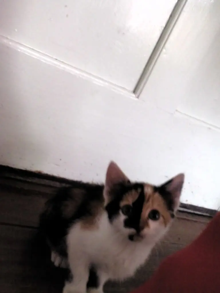 Image from Findus