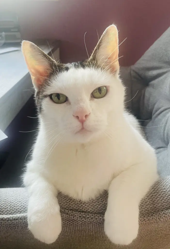 Image from Felix