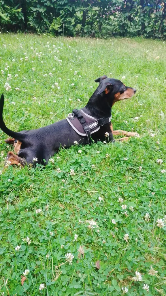 Bild von Prince