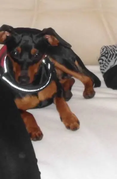 Bild von Prince