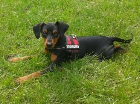 Bild von Prince