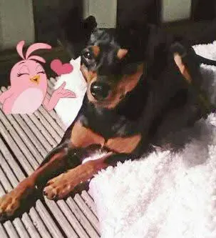 Bild von Prince
