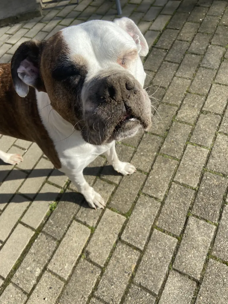 Schau mal, ich hab gebuddelt und nun einmal bitte sauber machen 🐶😂❤️