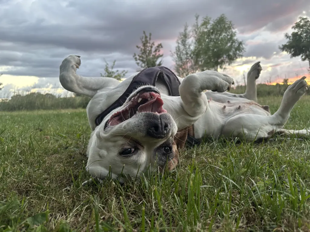 Einmal lächeln bitte! Verrückt sein können wir!❤️🐶