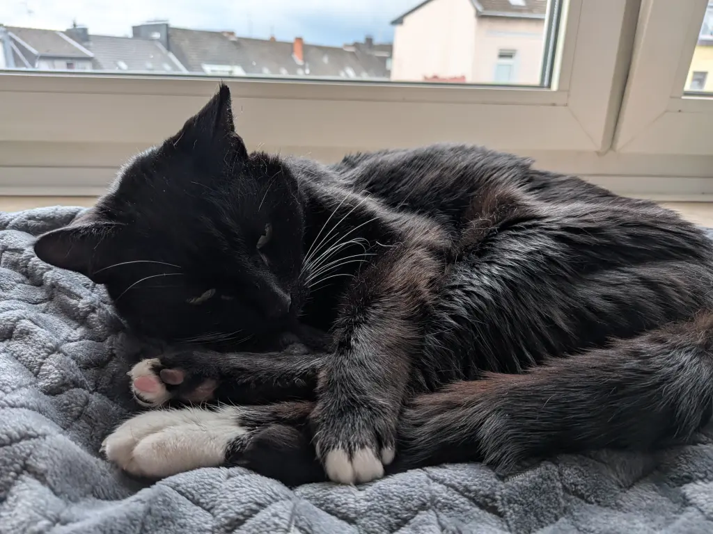Bild von Minimi