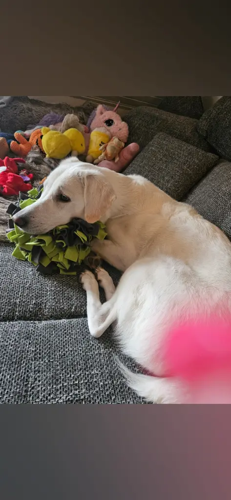 Image from Moochie