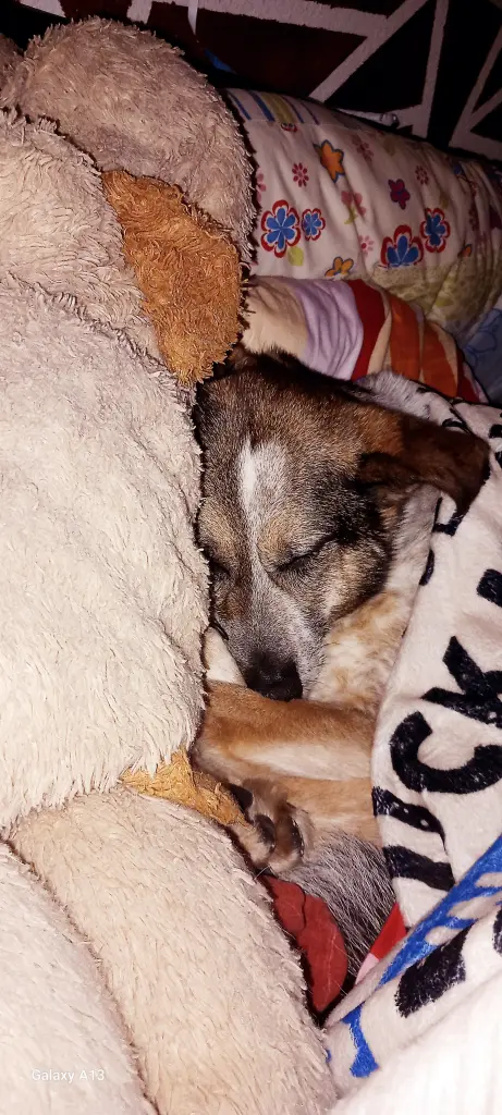 Bild von Frieda