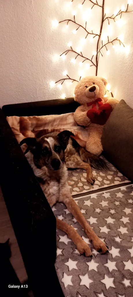 Immer schön gucken ob Frauchen auch alles richtig macht