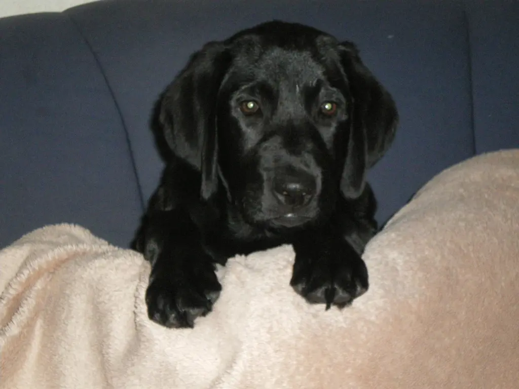 Bild von Pearly