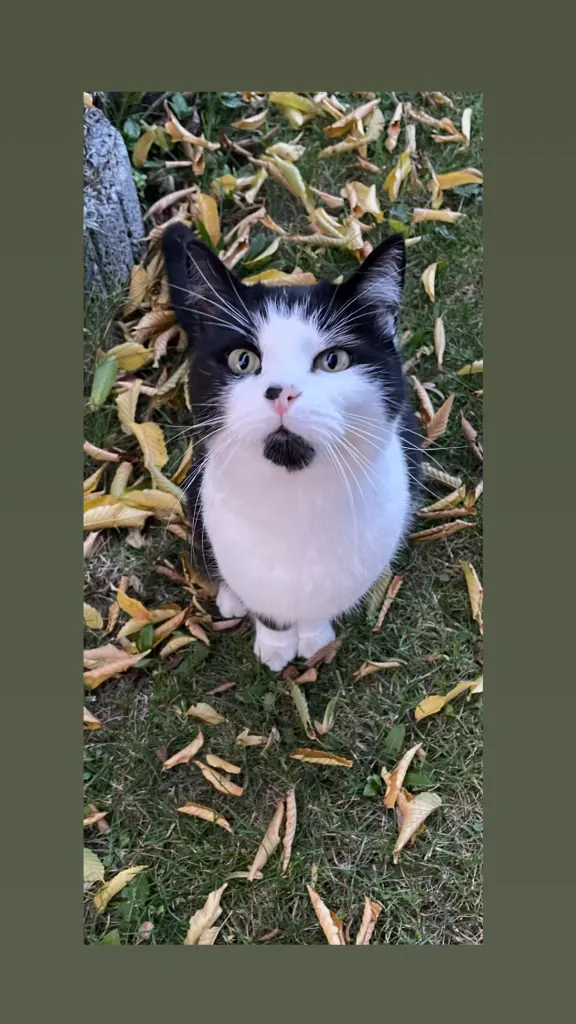 Image from Leo