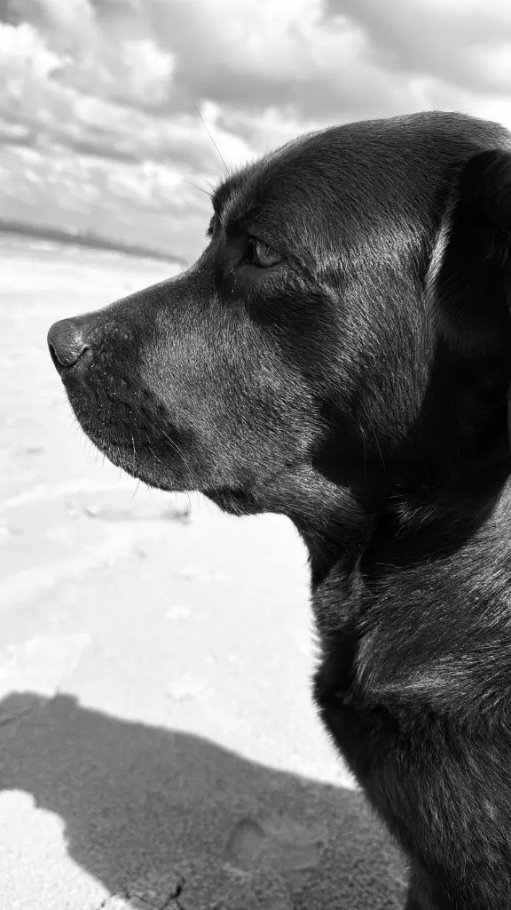Bild von Ruby
