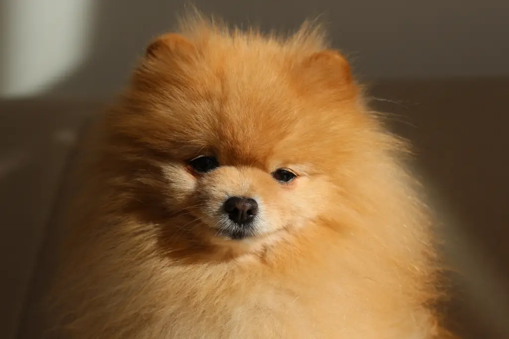 Image from Simba