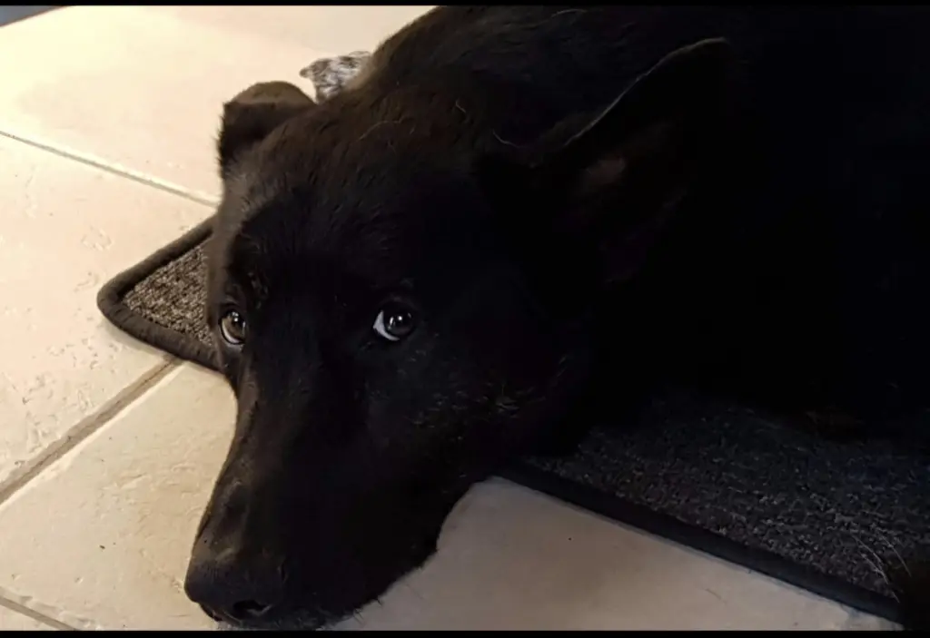 Condolence image of Anja