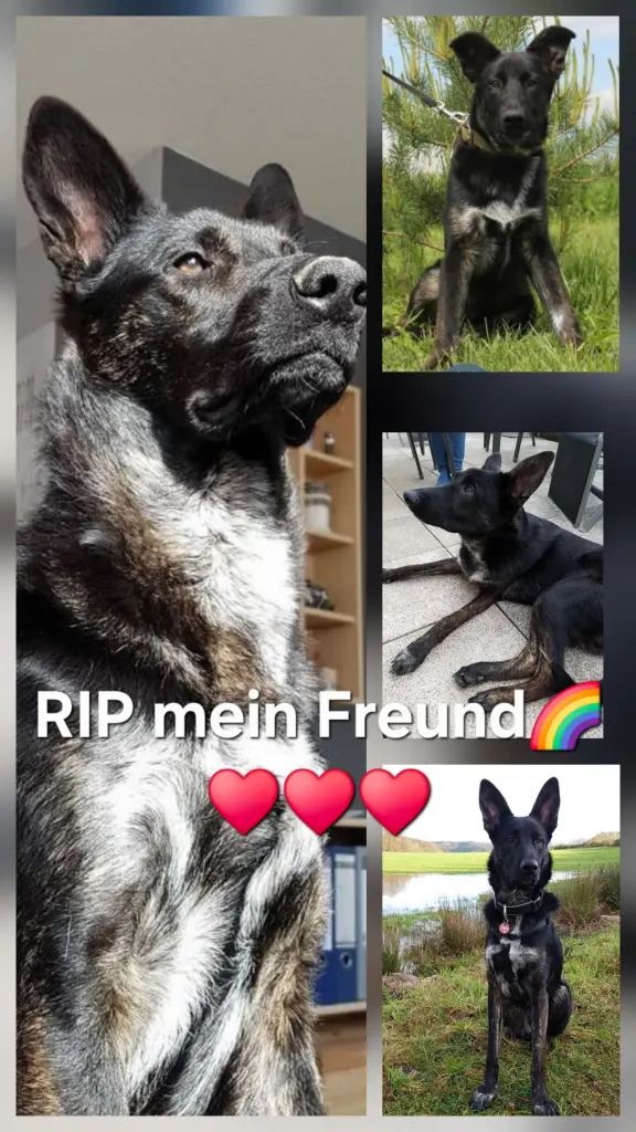 Bild von Loki
