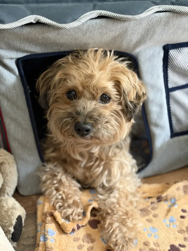 Bild von Henry