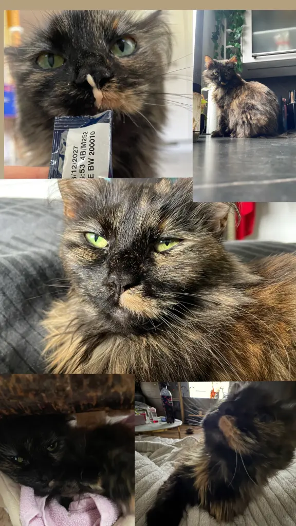 Bild von Nala