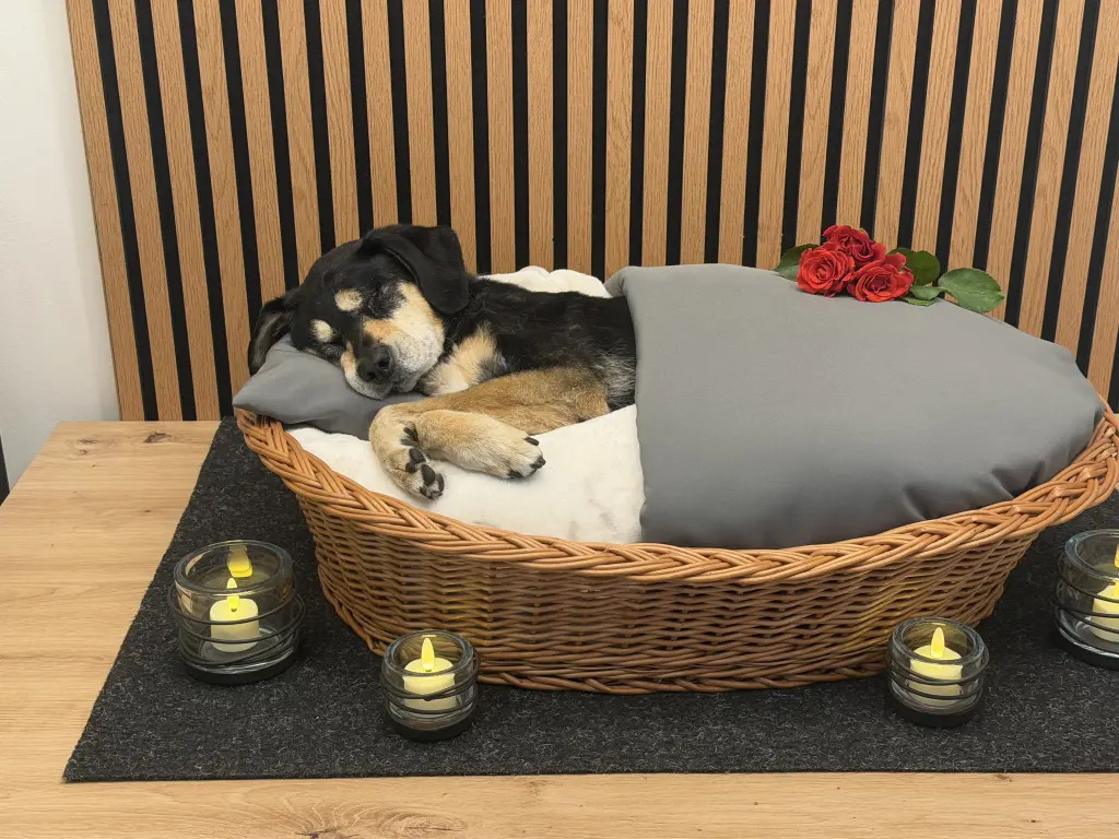 Image from Finn