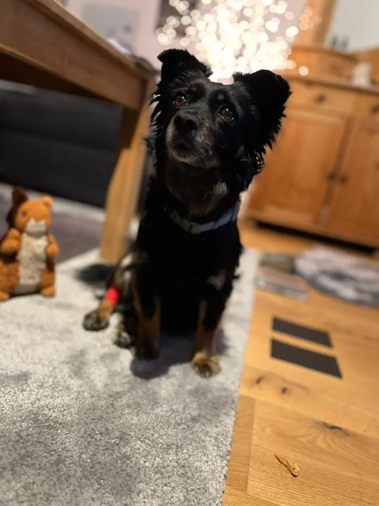 Bild von Pebbles
