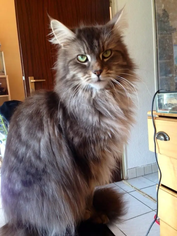 Image from Kitty