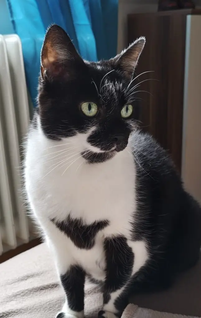 Bild von Nala