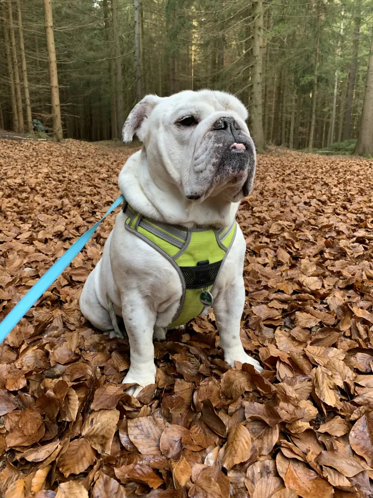 Bild von Bruno