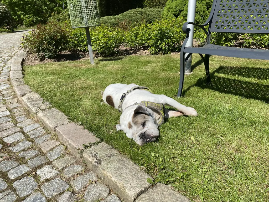 Bild von Bruno