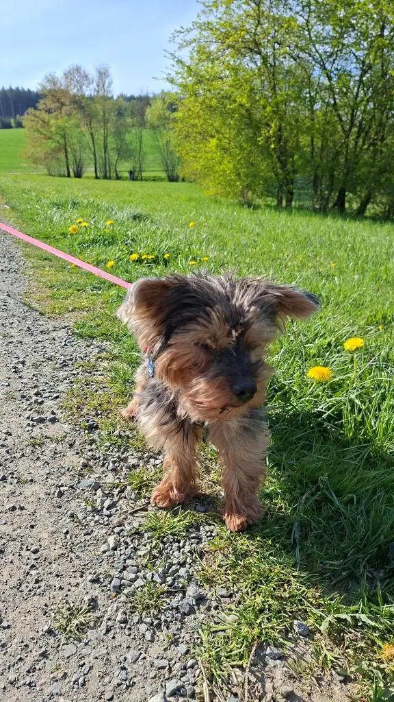 Bild von Dobi