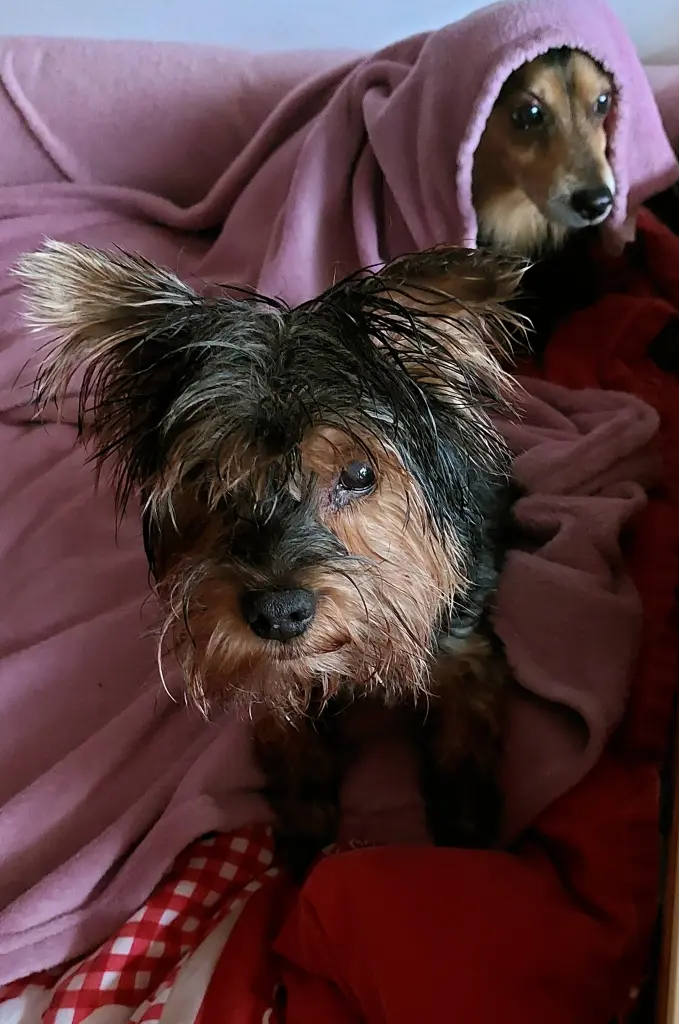 Bild von Dobi