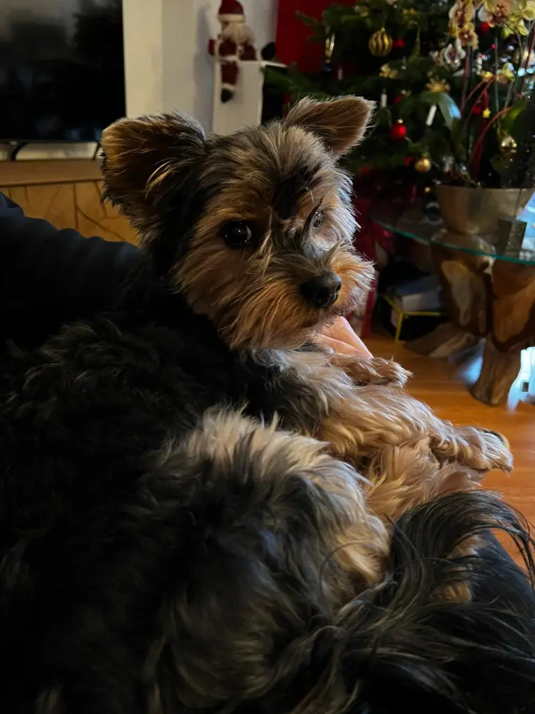 Bild von Dobi