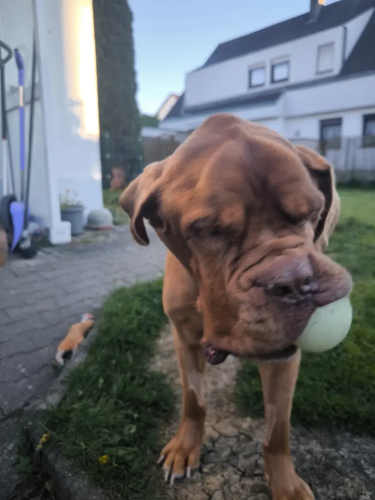 Bild von Droops