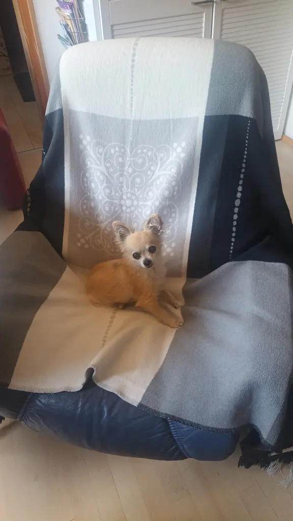Image from Stella