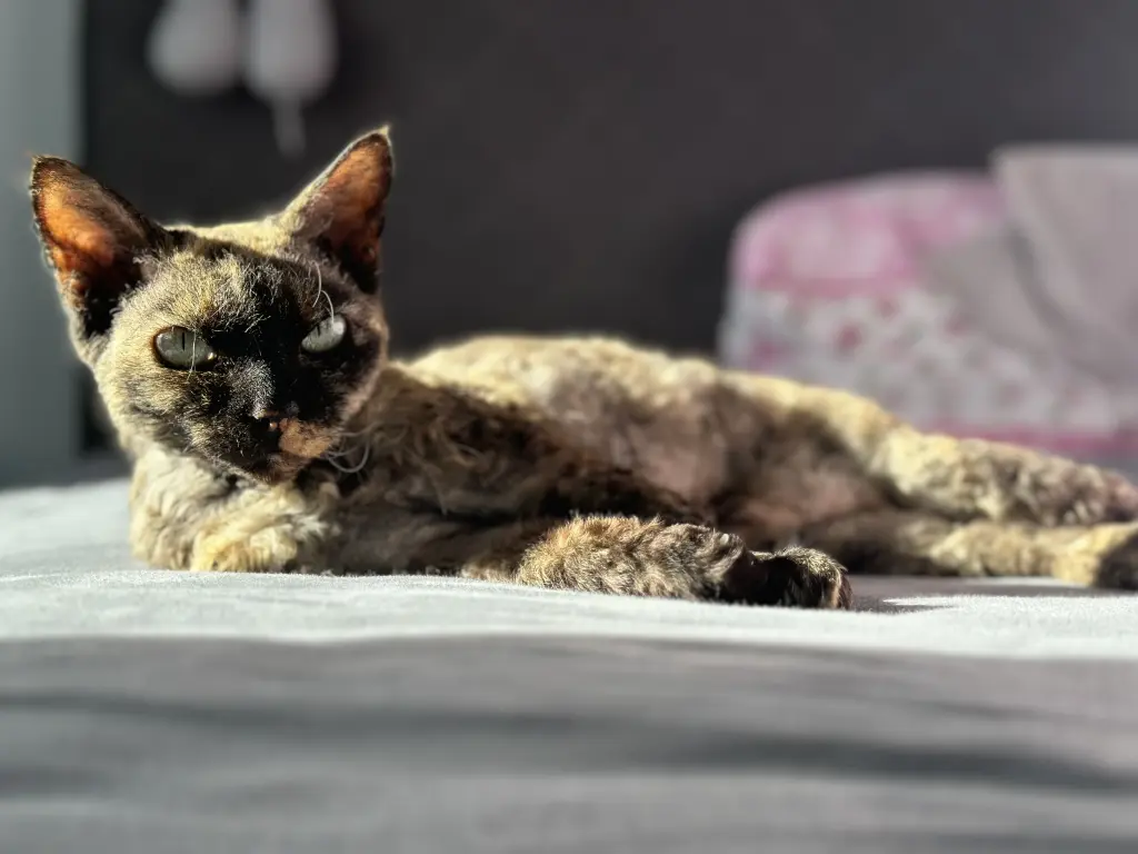 Unsere Model Maus