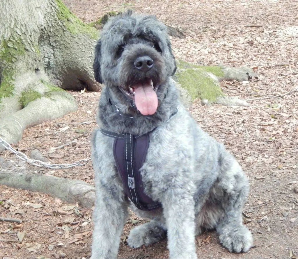 Bild von Balu