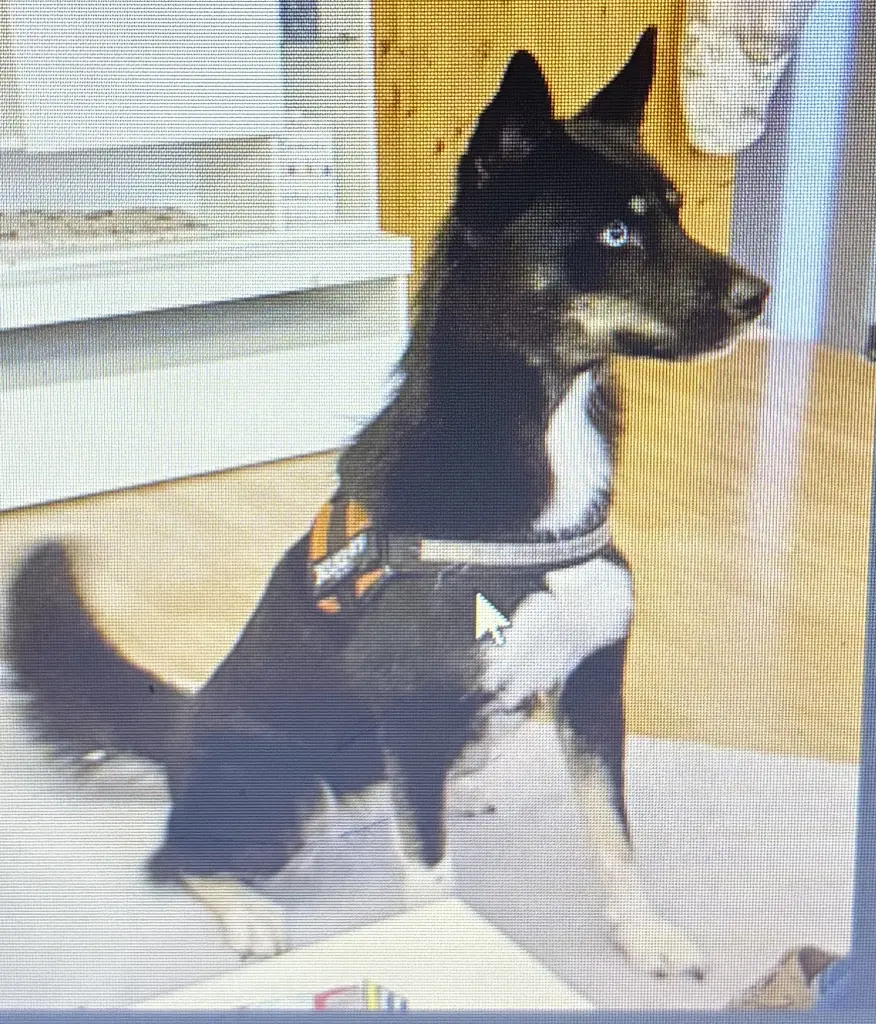 Bild von Kira