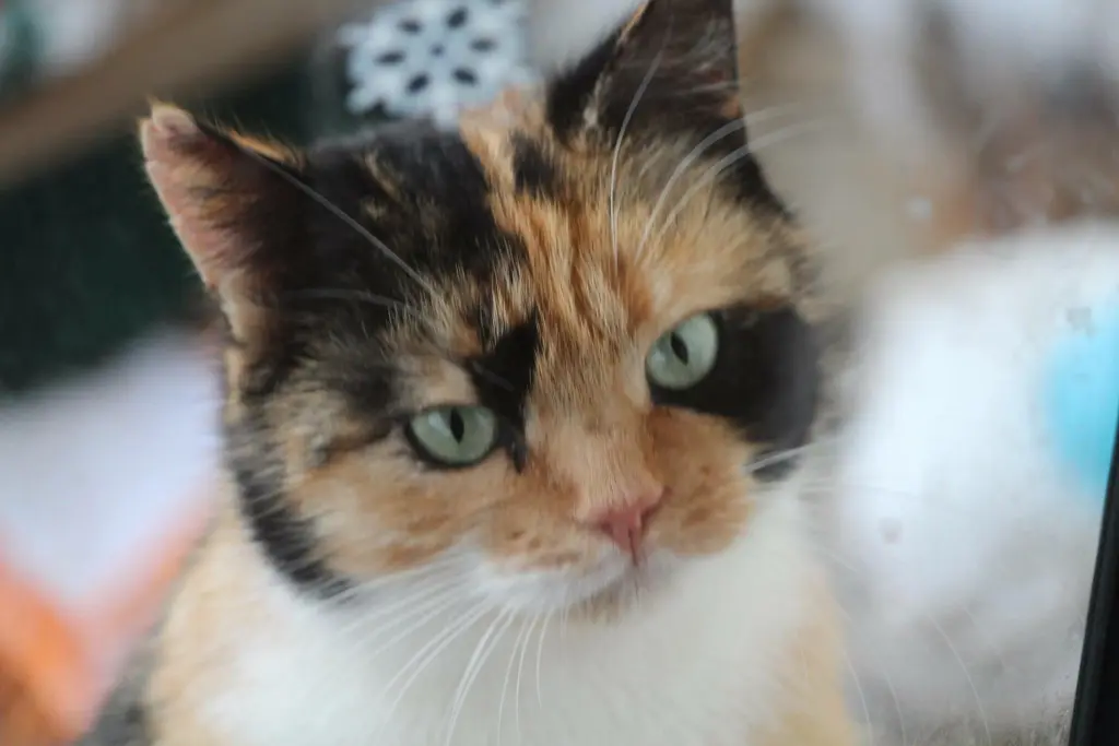 Image from Minou