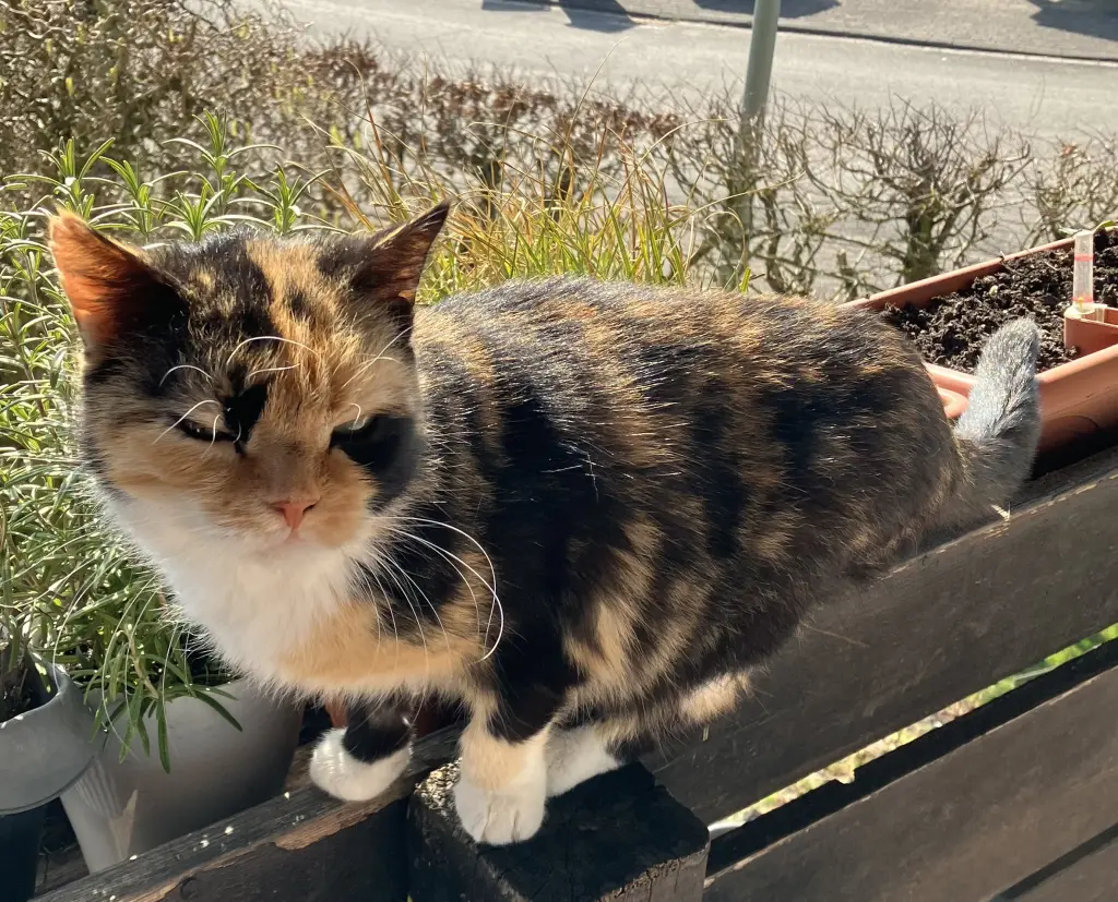 Image from Minou