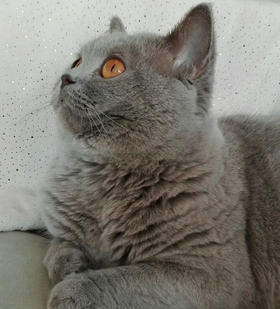 Image from Kitty