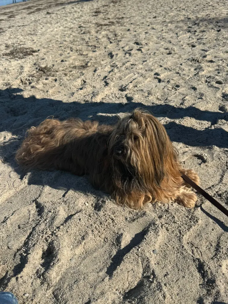 See und Strand waren sein großer Spass