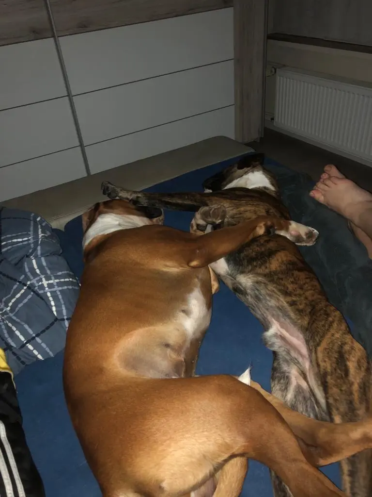 Condolence image of für Birgit mit Lou